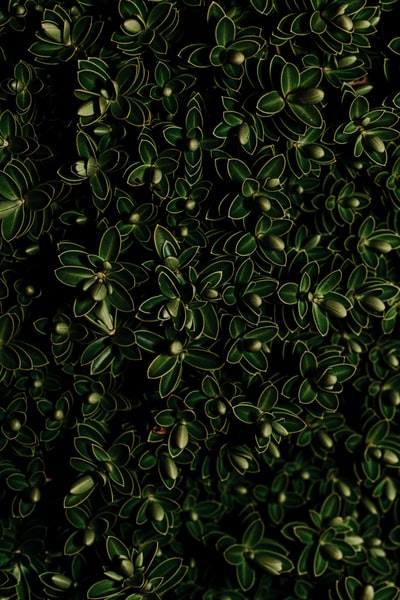 绿叶植物